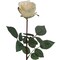24-Pack: Champagne Rose Bud Stem with Silk Foliage, Floral Home by Artificial Flowers